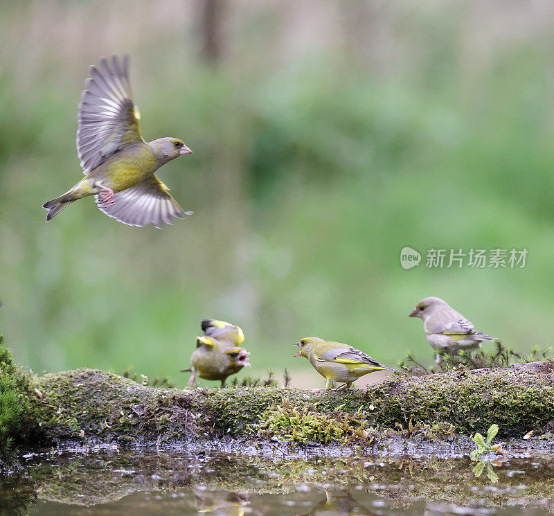 欧洲绿翅雀(Chloris Chloris)群的摄食地